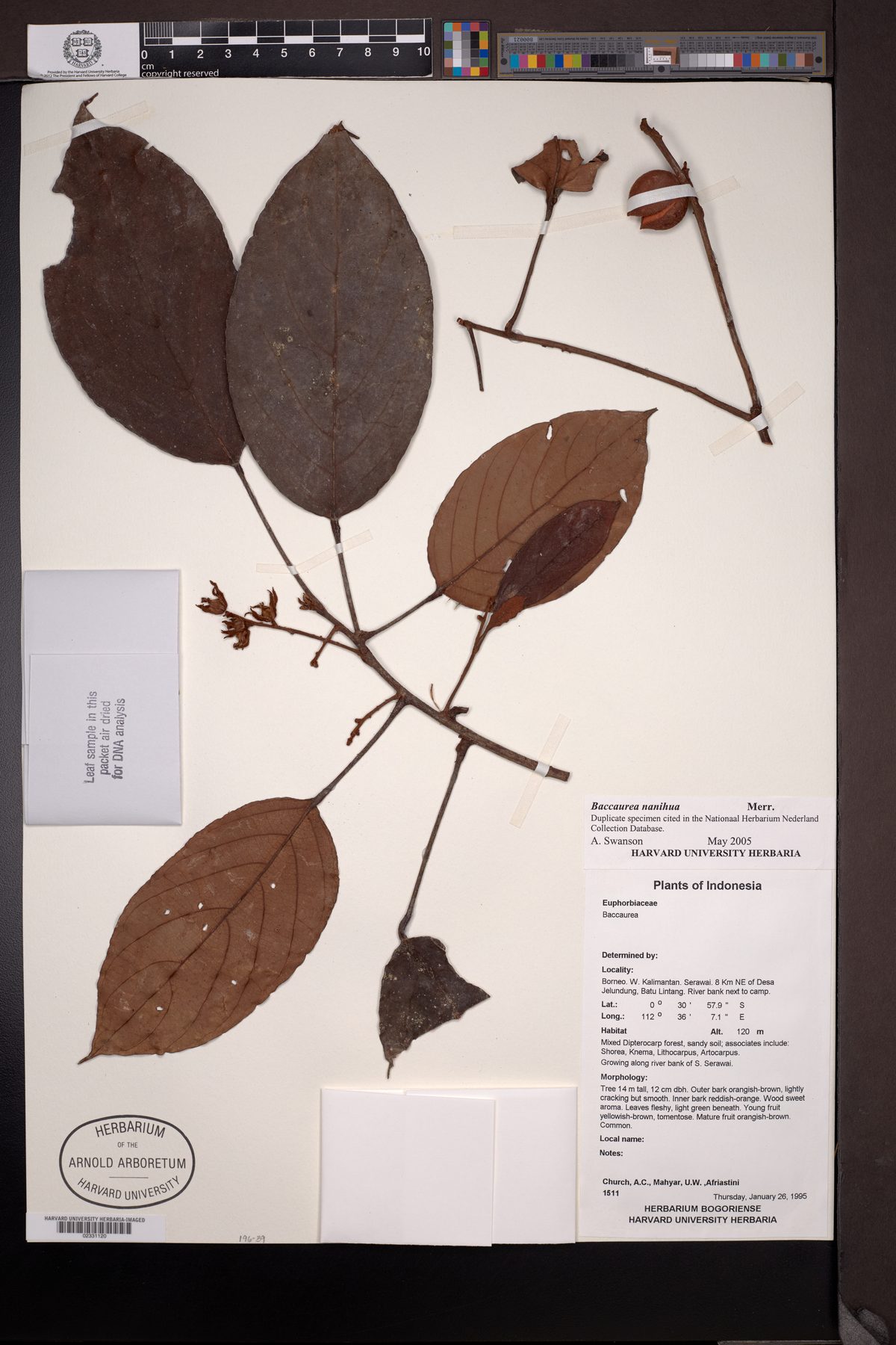Baccaurea nanihua — photo