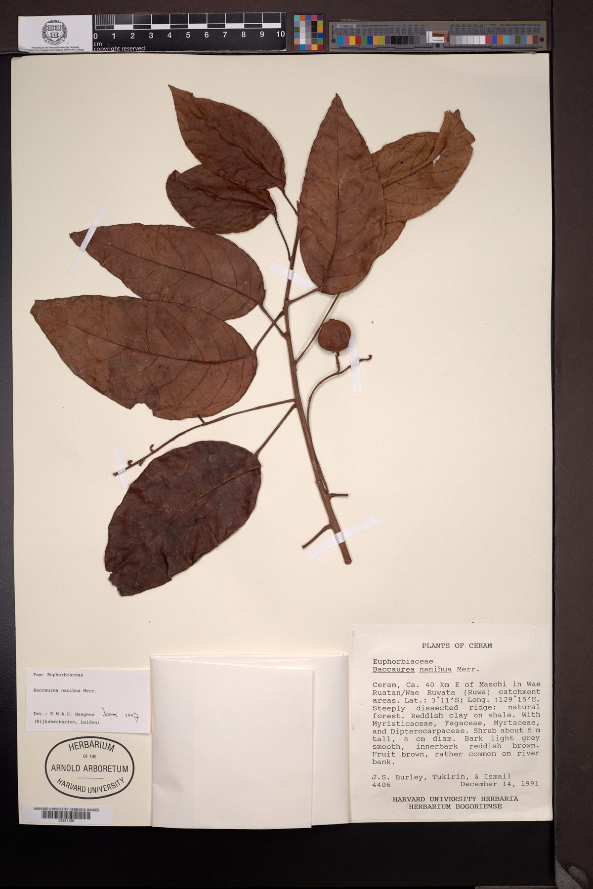 Baccaurea nanihua — photo