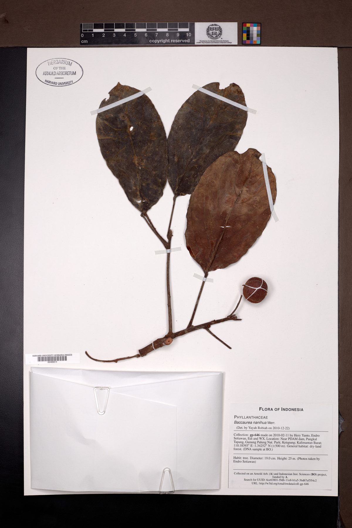 Baccaurea nanihua