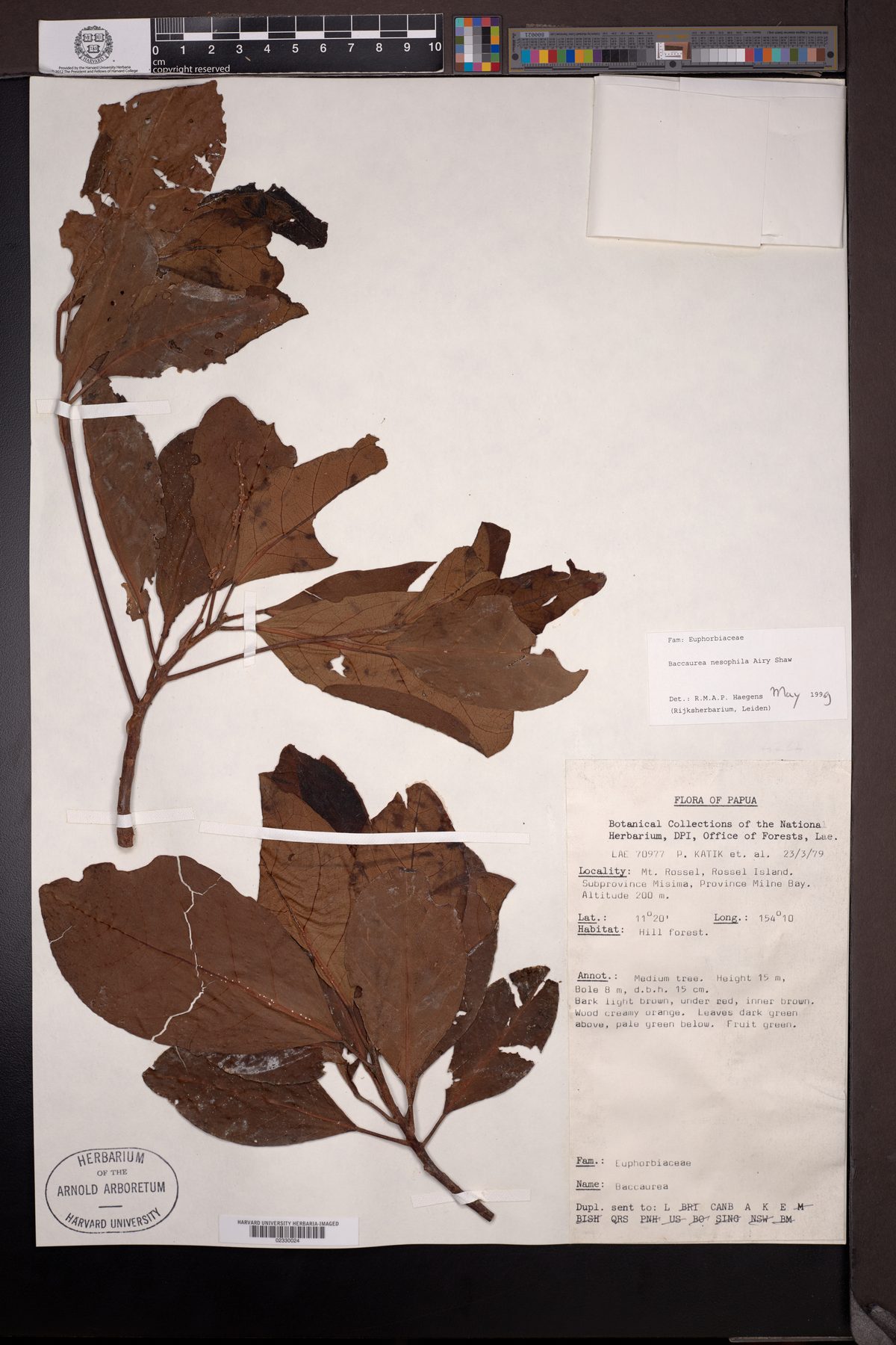 Baccaurea nesophila — photo