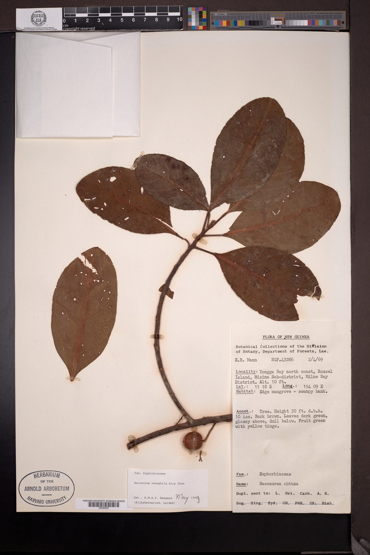 Baccaurea nesophila — photo
