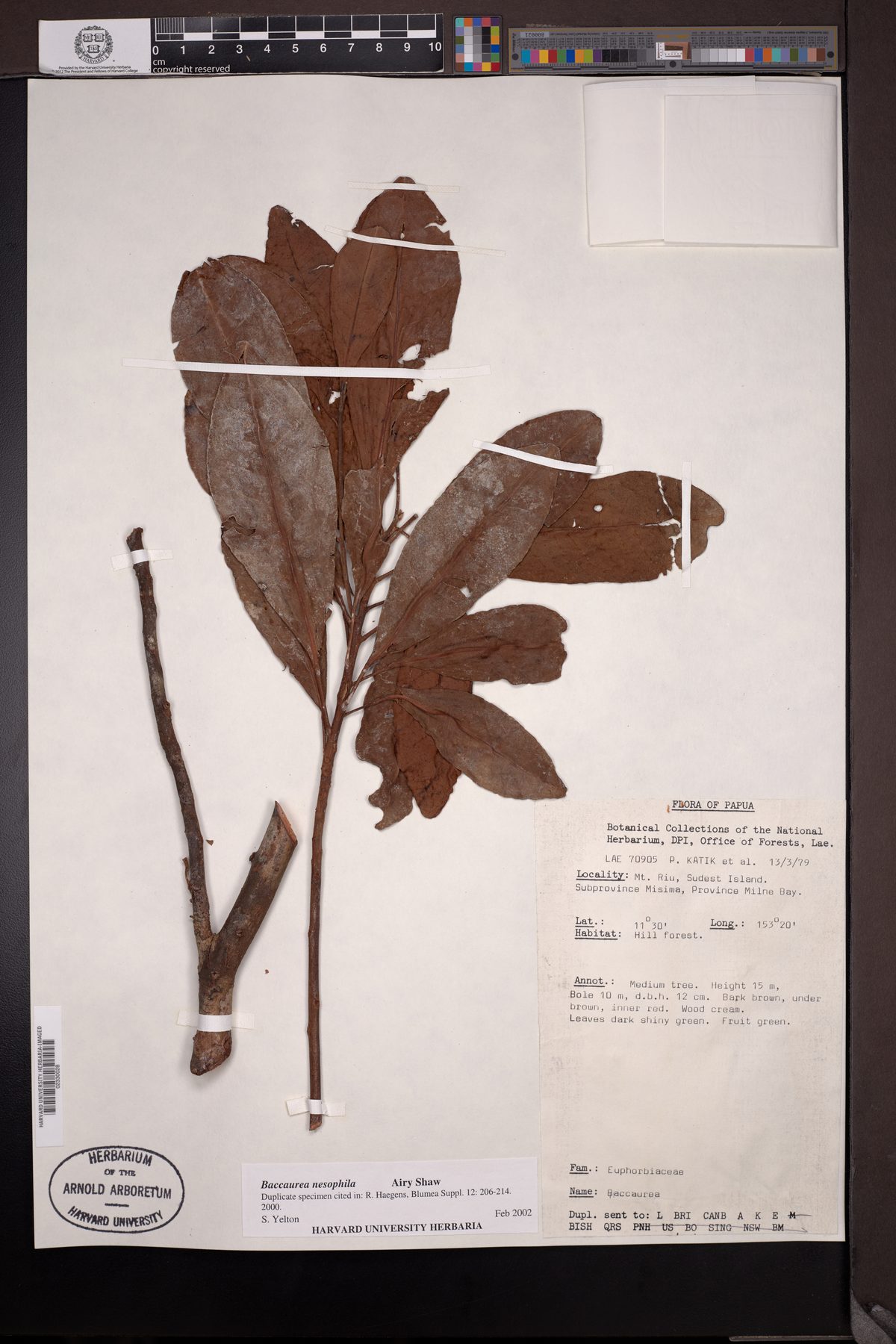 Baccaurea nesophila