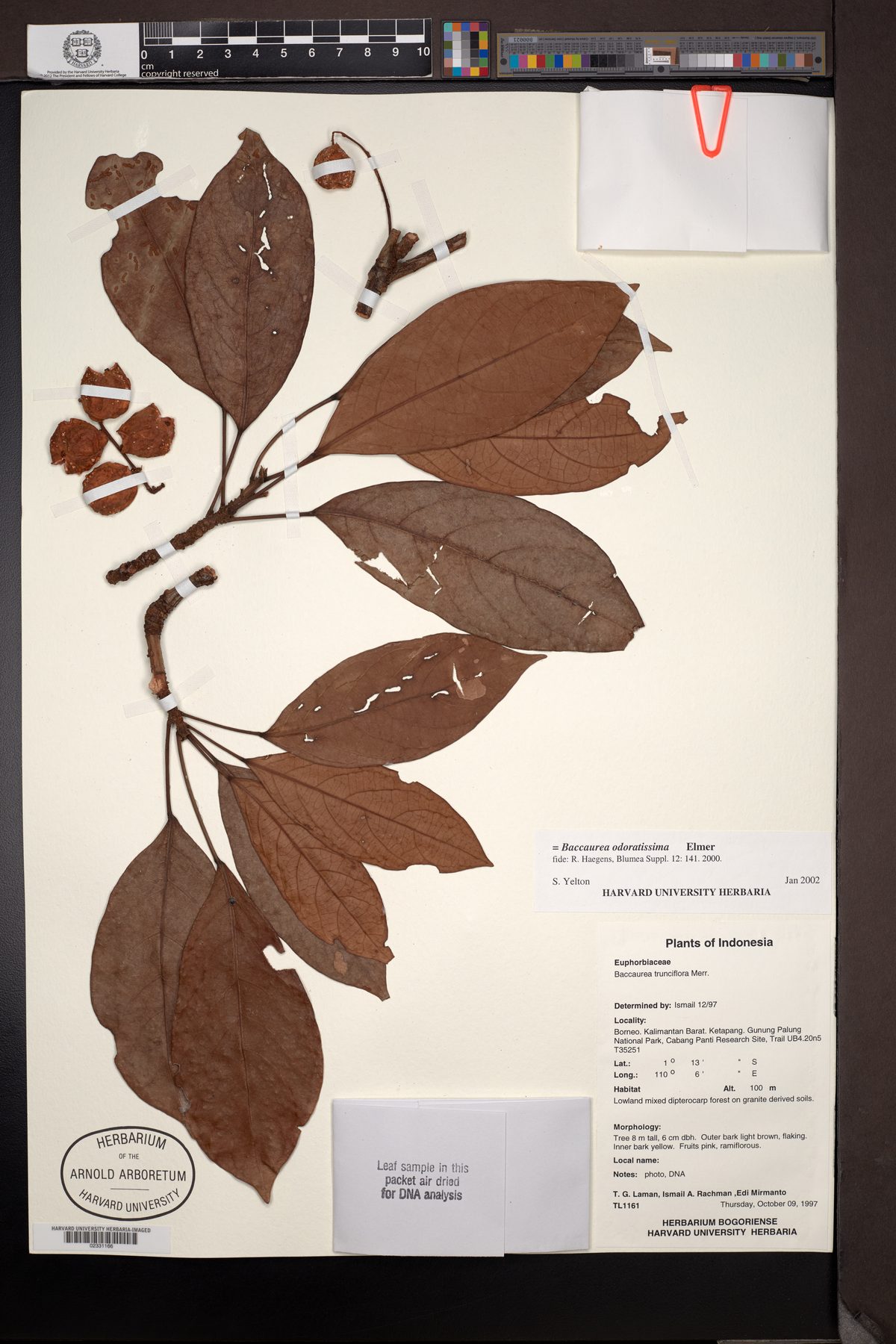 Baccaurea odoratissima — photo