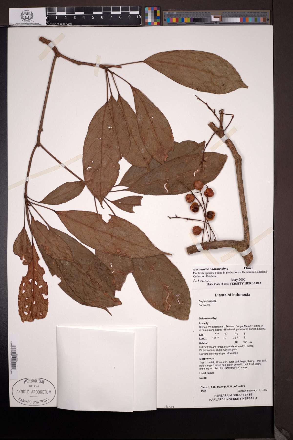 Baccaurea odoratissima — photo