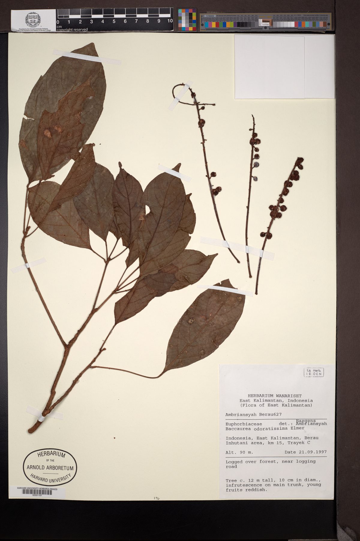 Baccaurea odoratissima