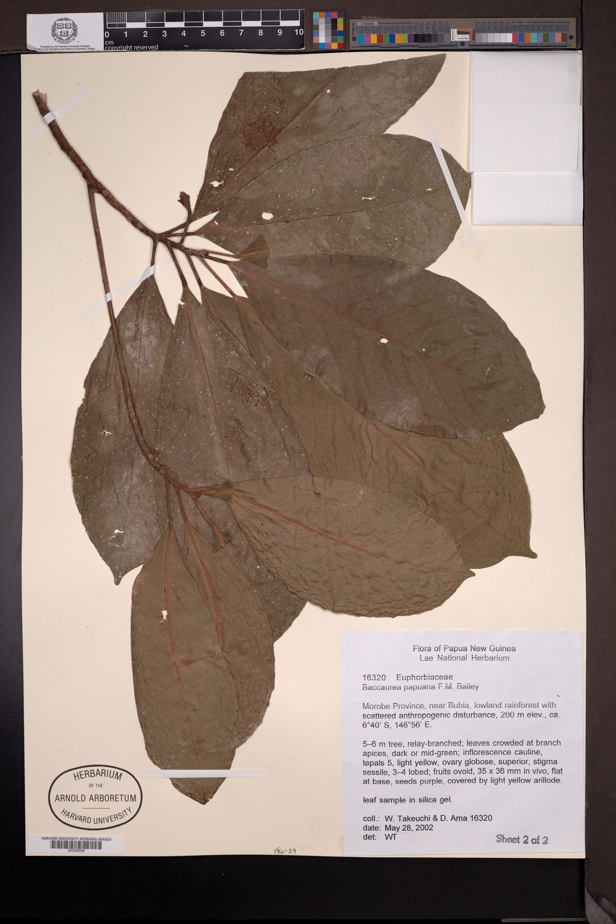 Baccaurea papuana — photo