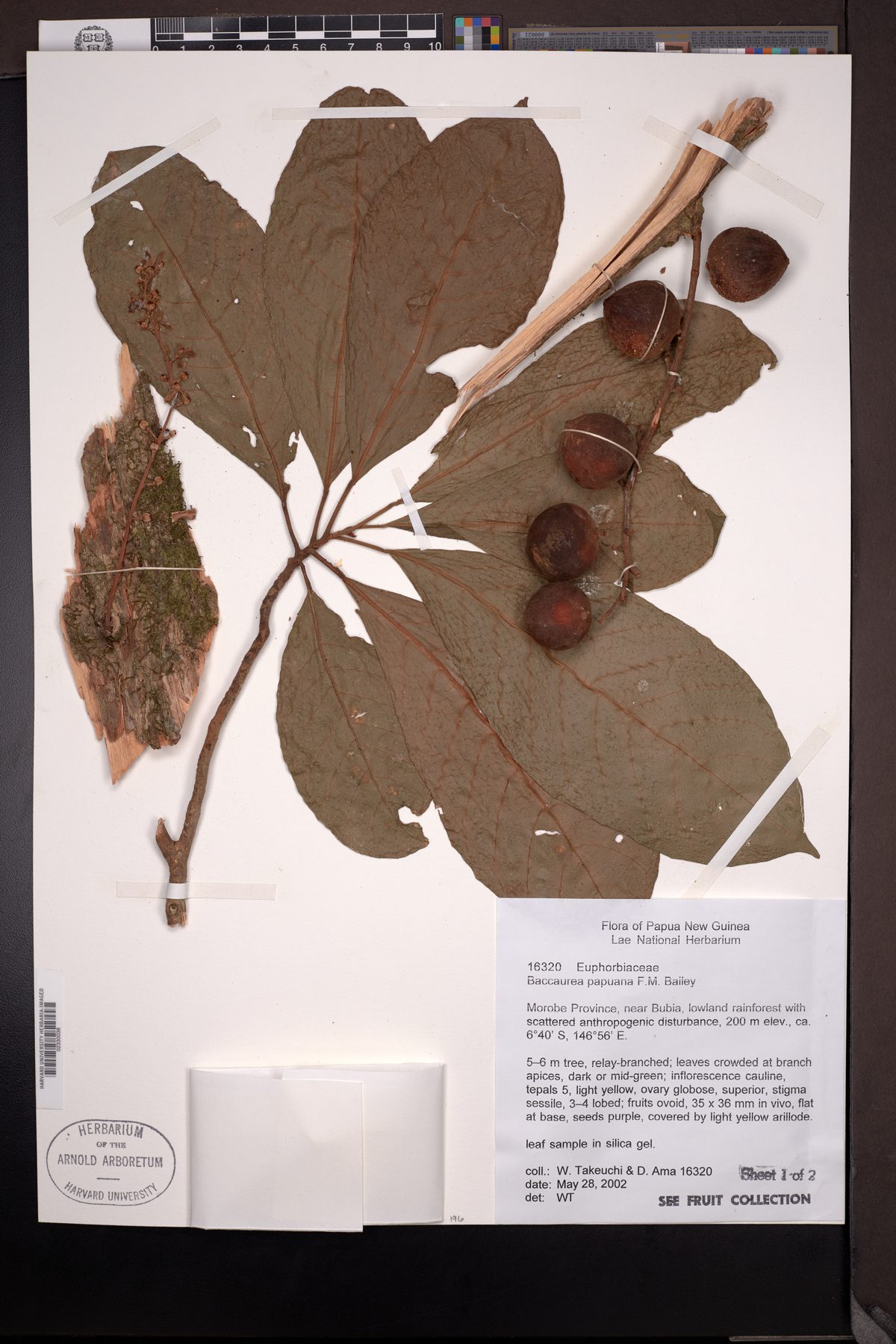 Baccaurea papuana — photo