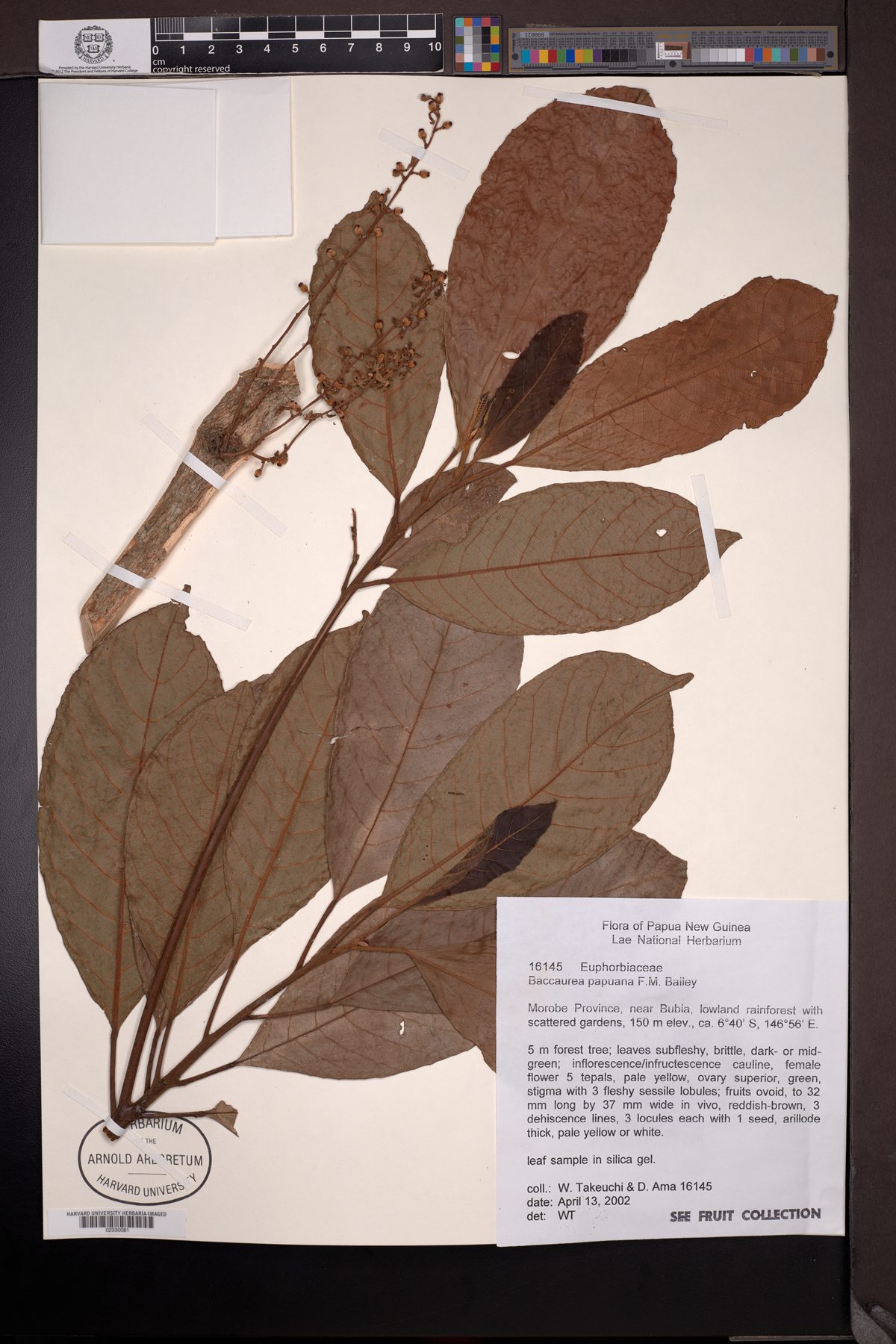 Baccaurea papuana