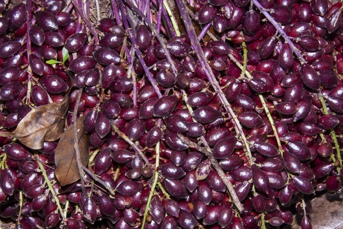 Baccaurea parviflora (Rambai hutan) — photo