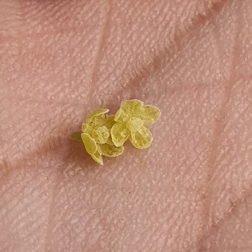 Baccaurea parviflora (Rambai hutan) — photo