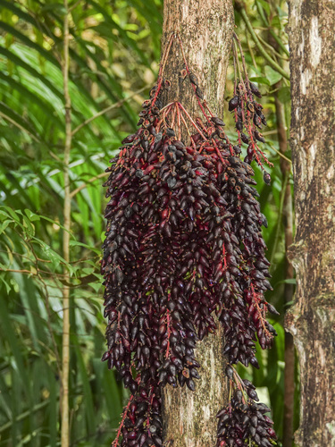 Baccaurea parviflora