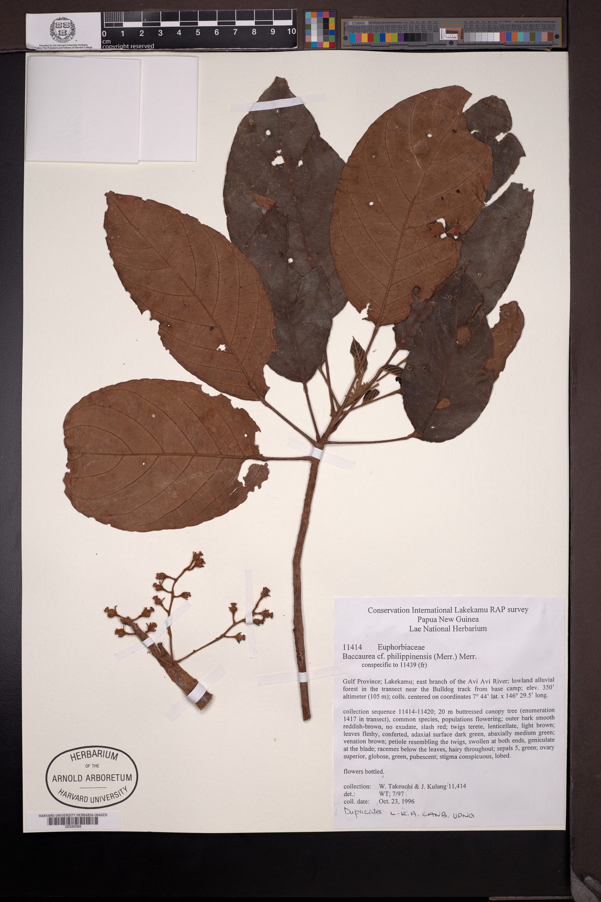 Baccaurea philippinensis — photo
