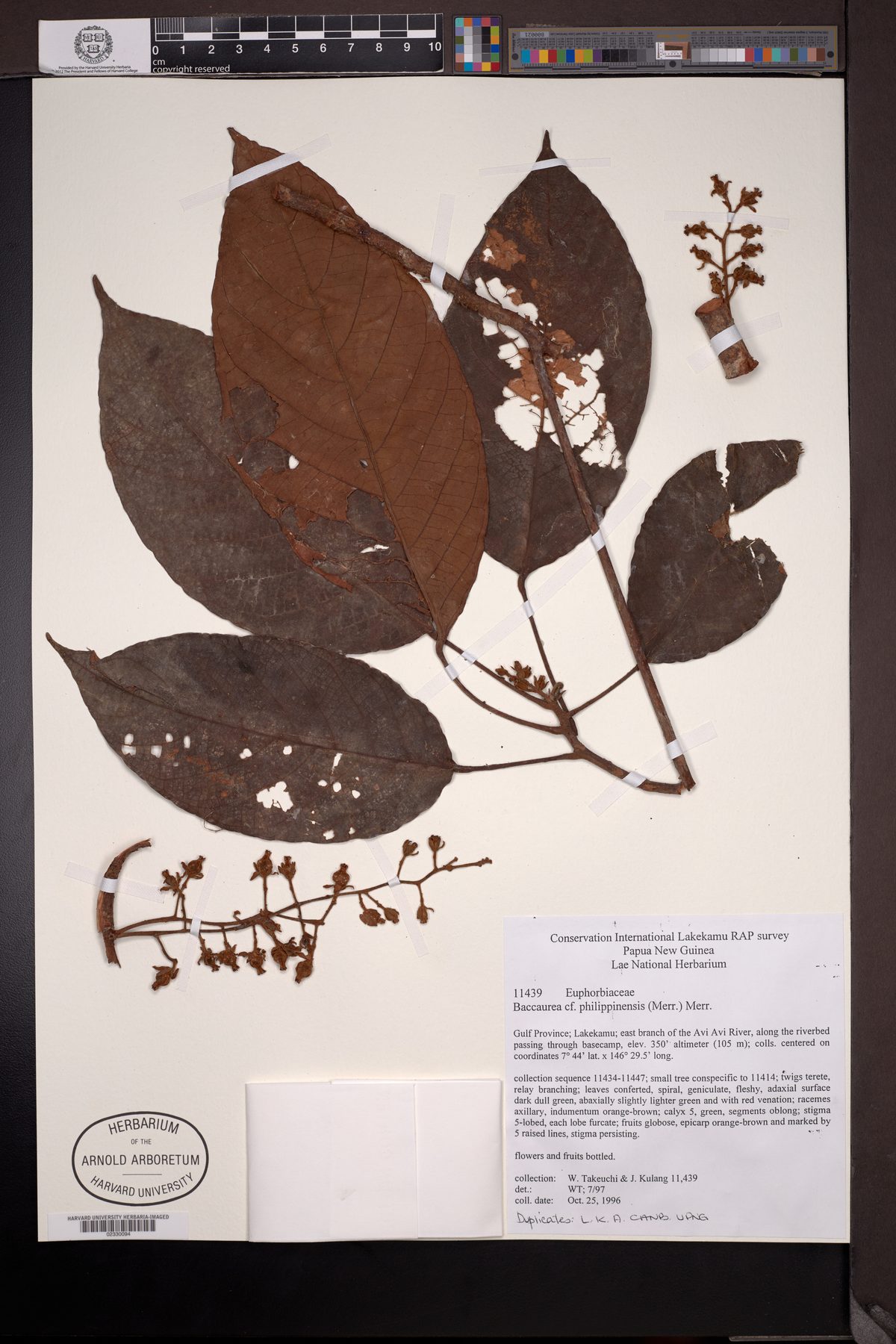 Baccaurea philippinensis — photo