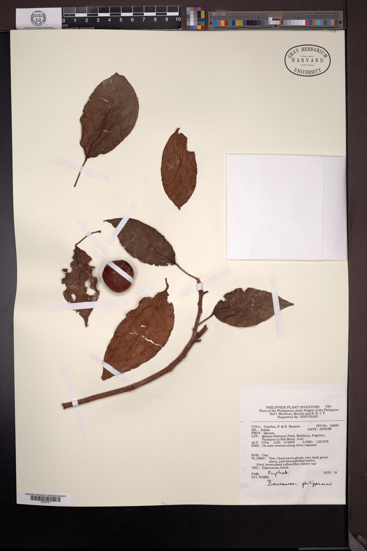 Baccaurea philippinensis