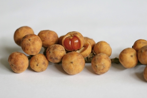 Baccaurea polyneura (Jintek merah) — photo