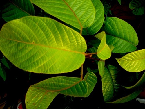 Baccaurea polyneura (Jintek merah) — photo