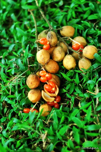 Baccaurea polyneura