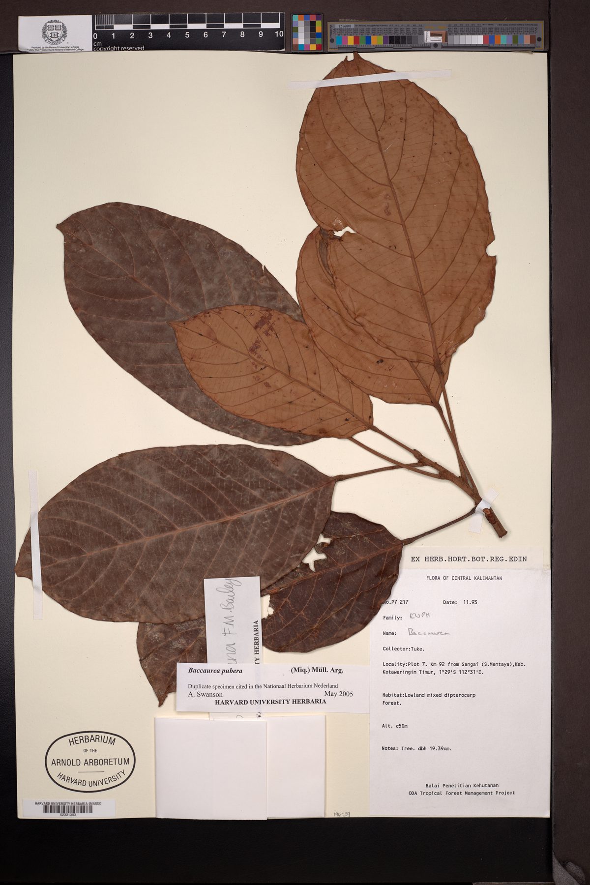 Baccaurea pubera (Tampoi Kuning) — photo