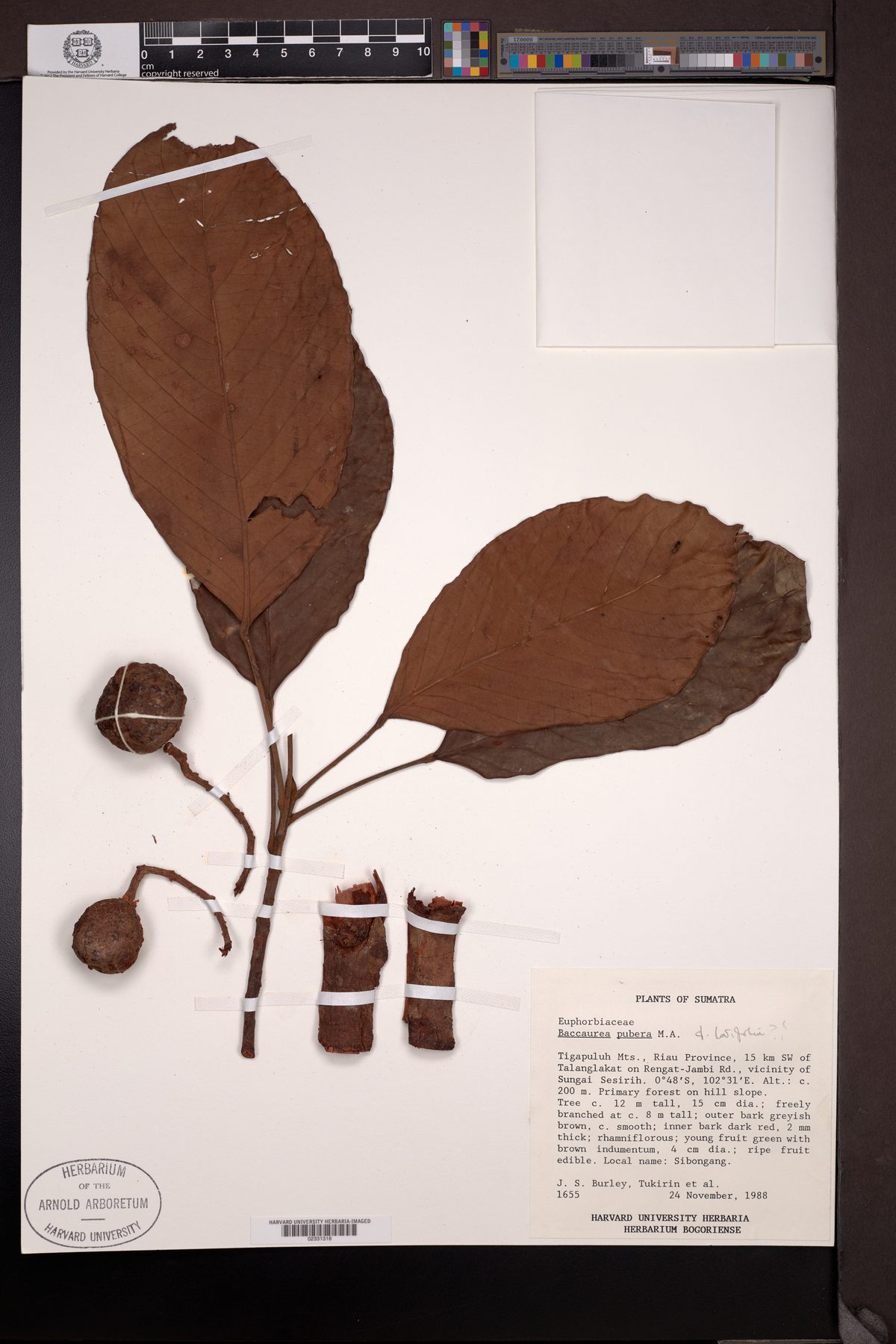 Baccaurea pubera (Tampoi Kuning) — photo