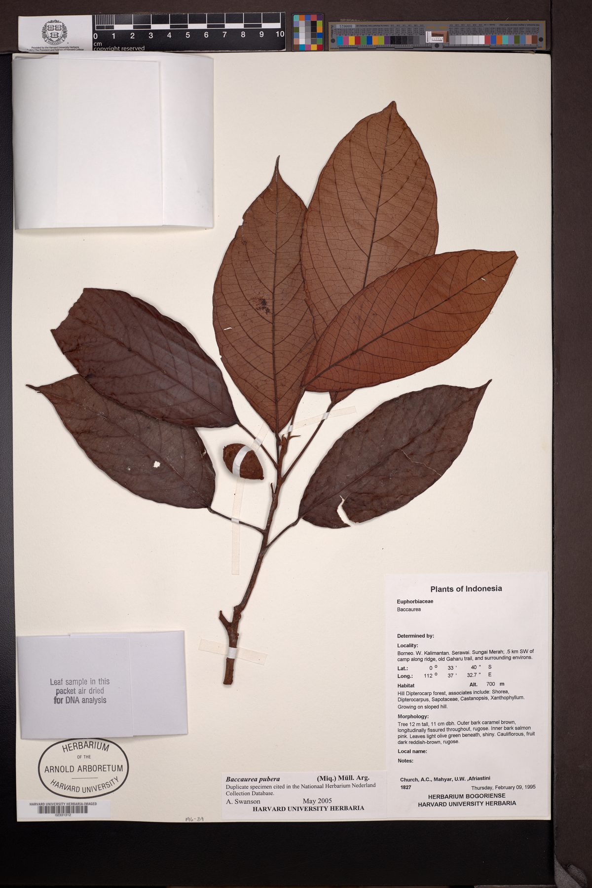 Baccaurea pubera