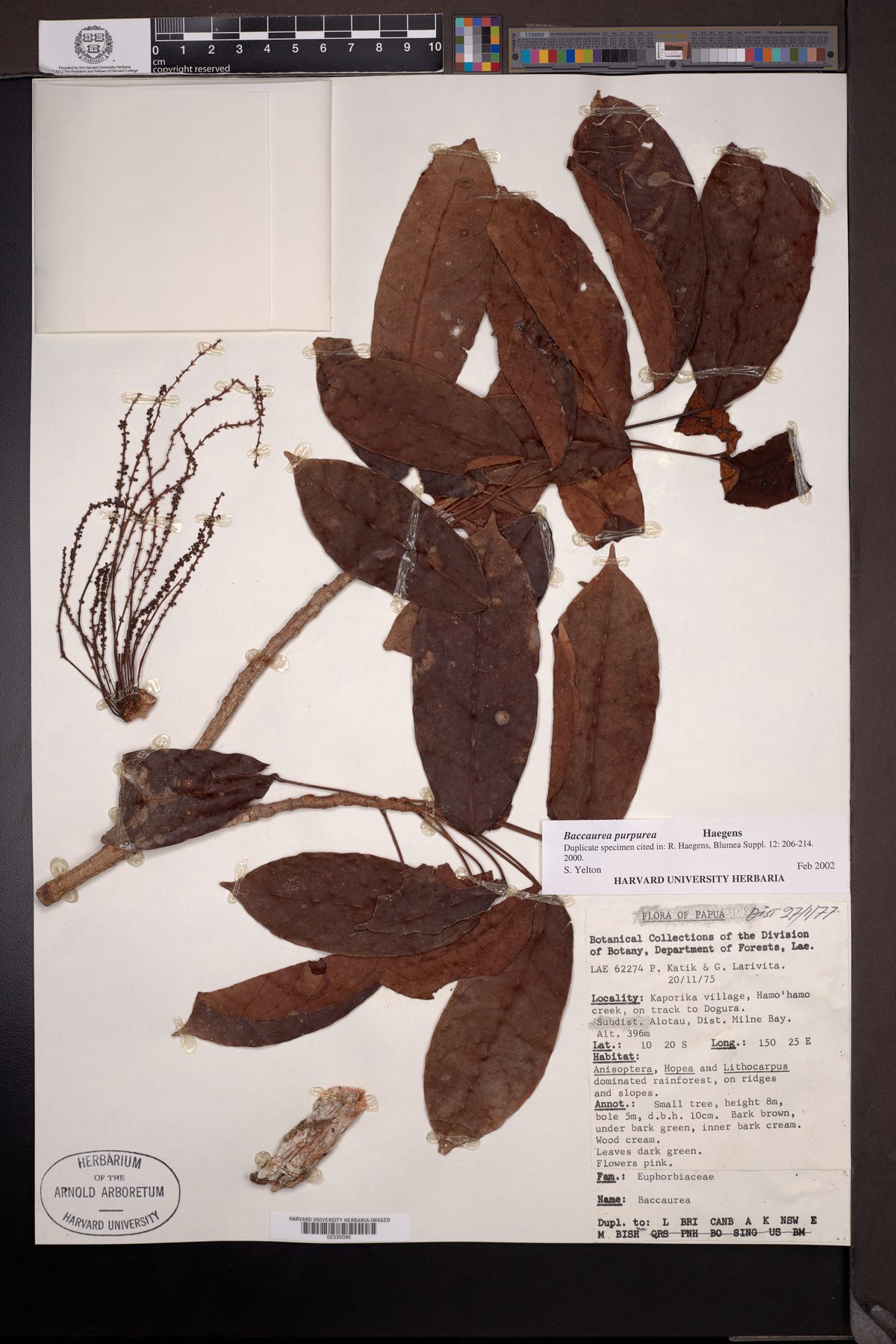 Baccaurea purpurea — photo