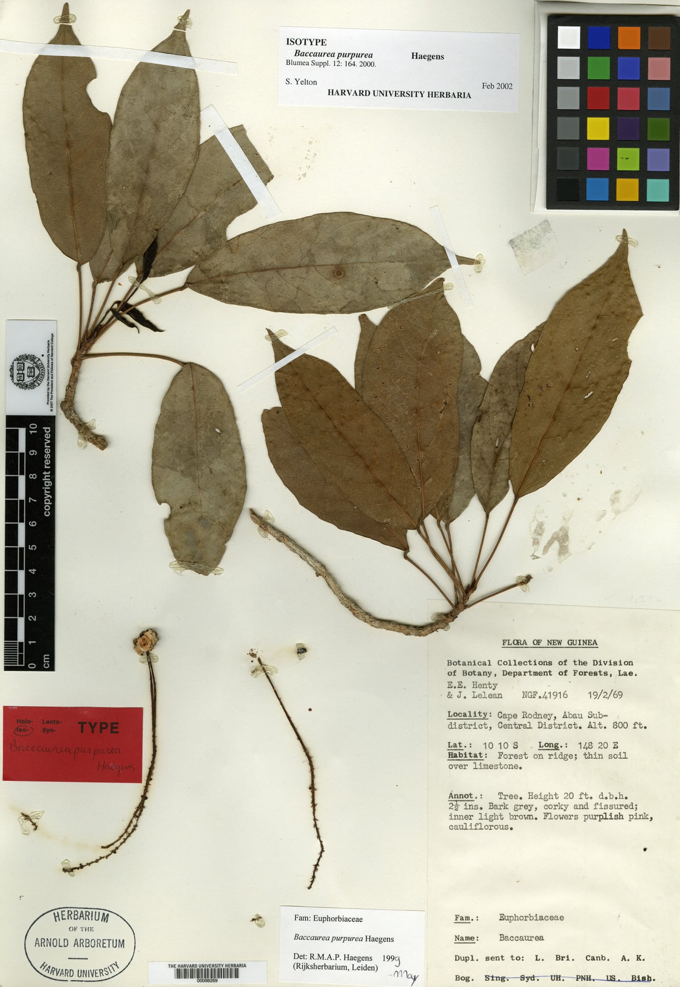 Baccaurea purpurea — photo