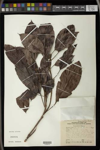 Baccaurea pyriformis
