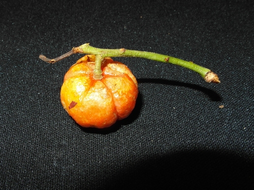 Baccaurea racemosa (Yellow menteng tree) — photo