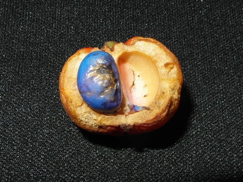 Baccaurea racemosa