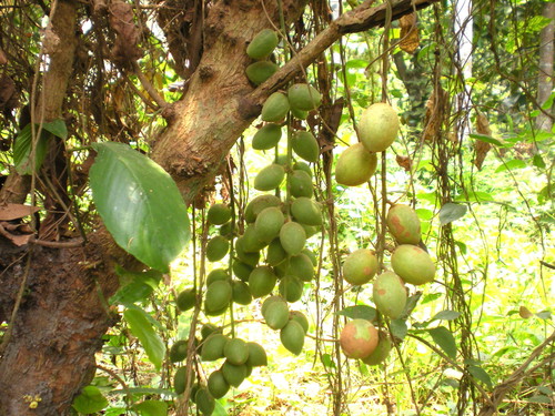 Baccaurea ramiflora (Burmese-grape) — photo
