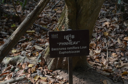 Baccaurea ramiflora (Burmese-grape) — photo