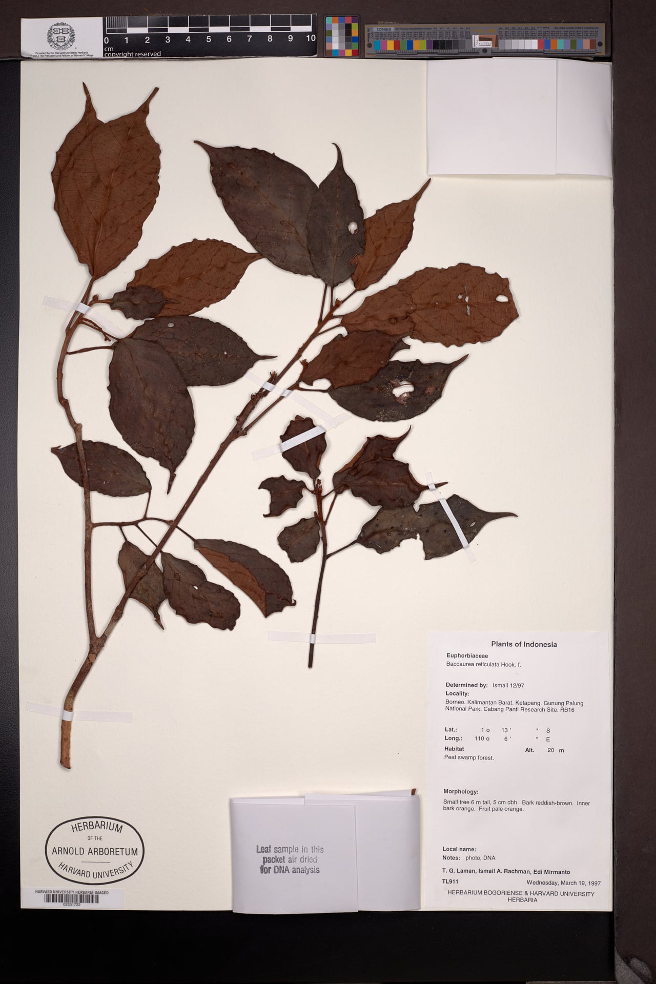 Baccaurea reticulata (Lesser Tampoi) — photo