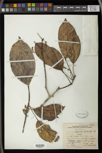 Baccaurea reticulata