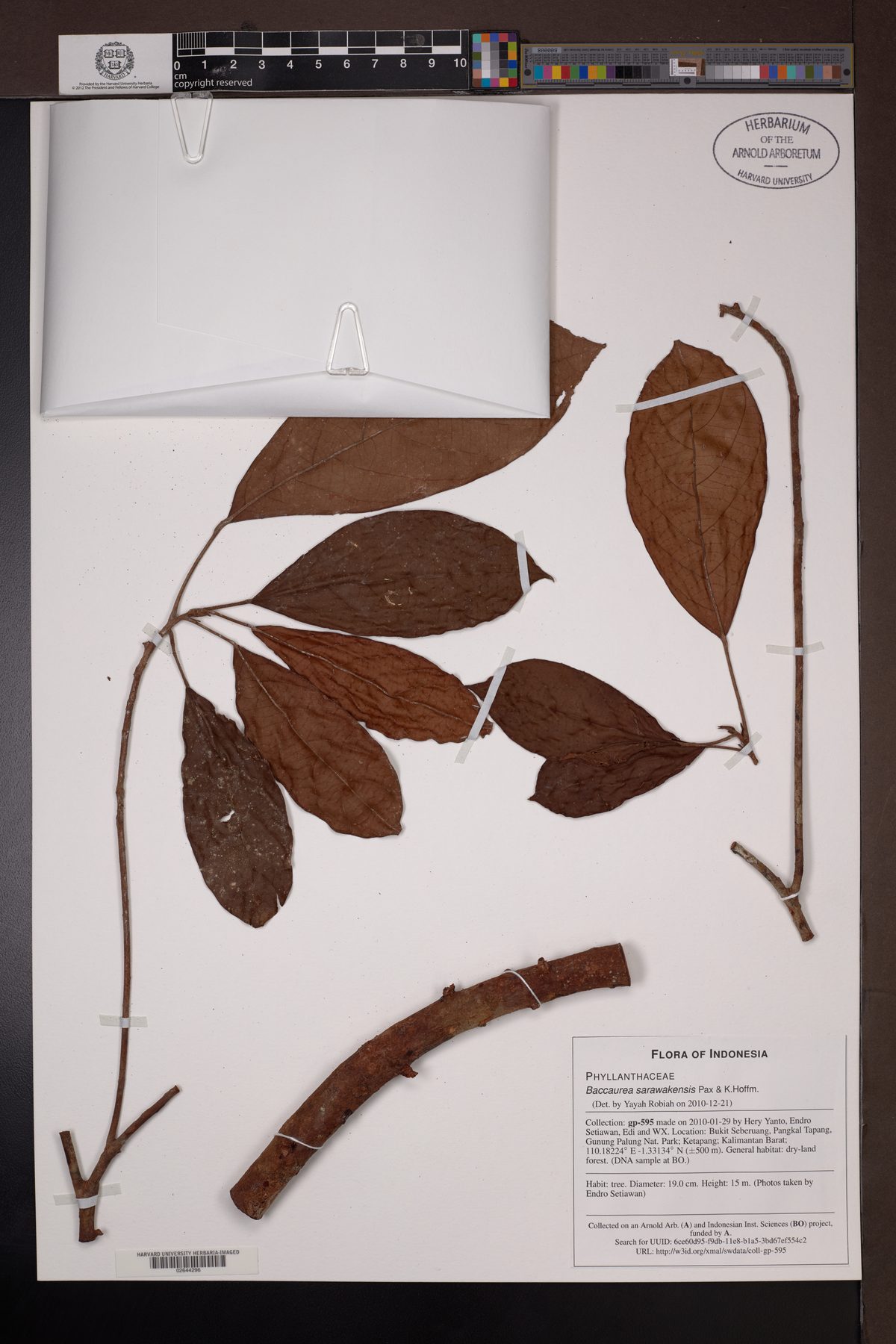 Baccaurea sarawakensis — photo