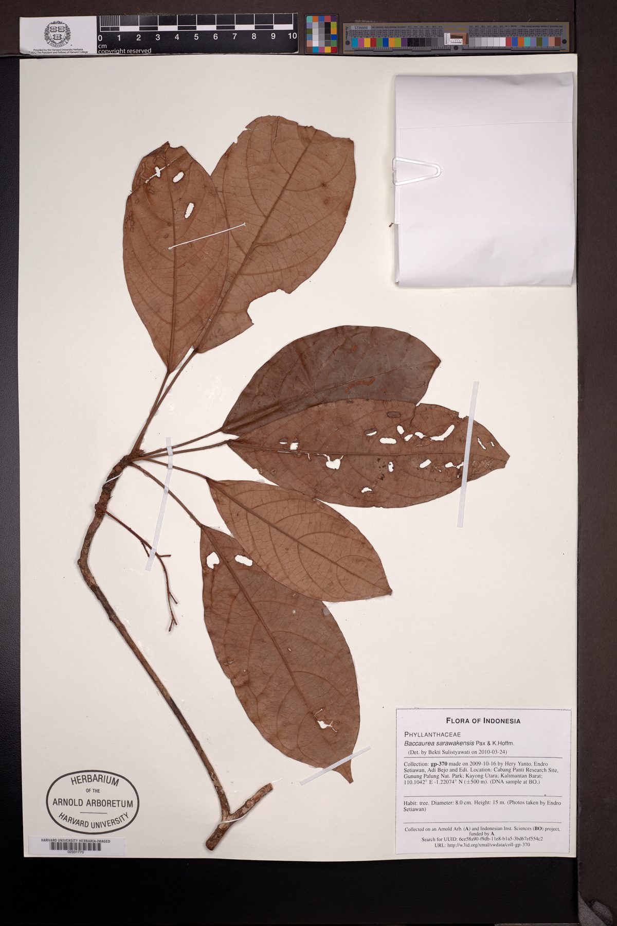 Baccaurea sarawakensis — photo