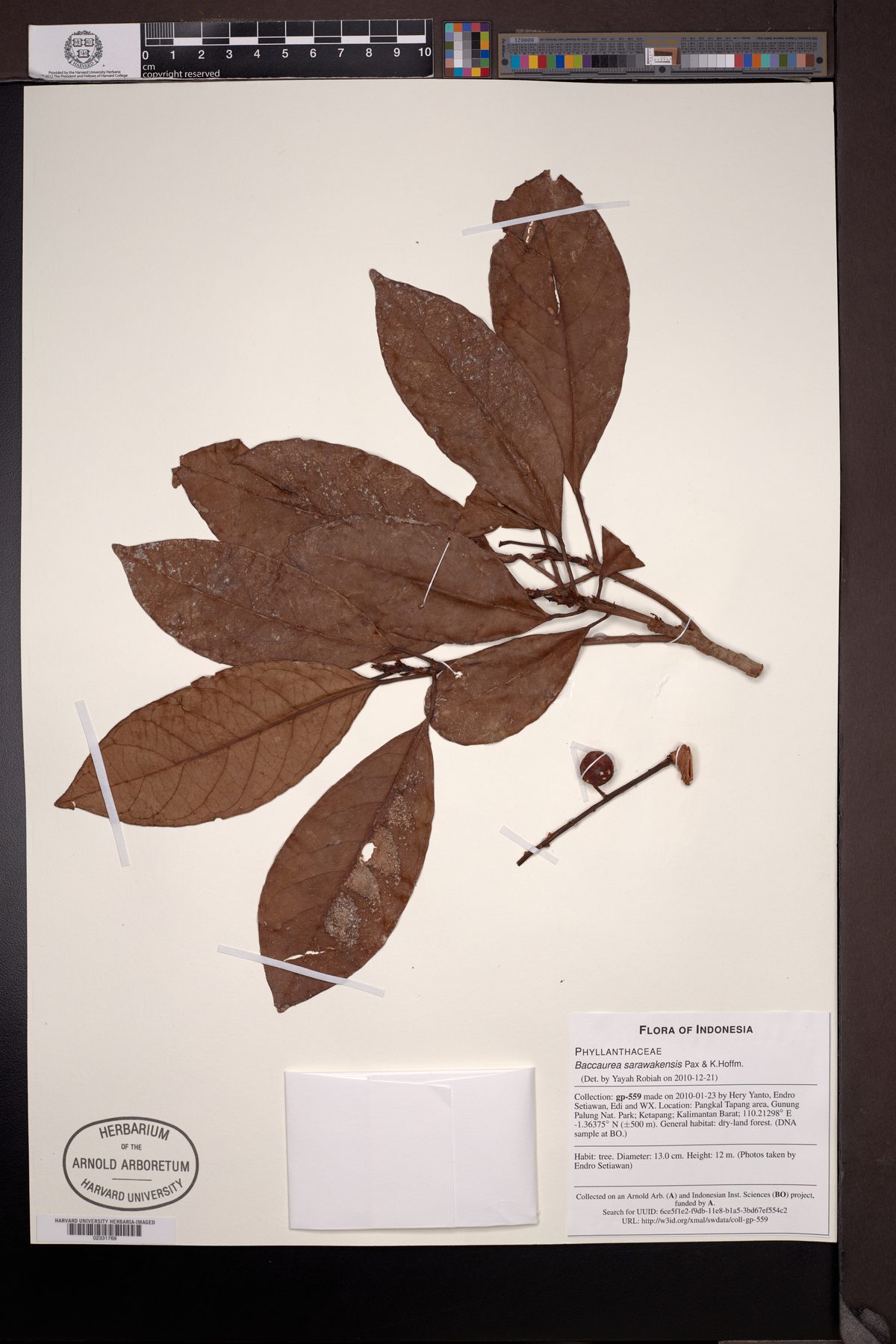 Baccaurea sarawakensis