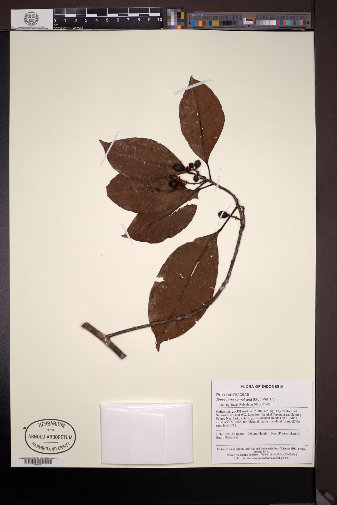 Baccaurea sumatrana — photo