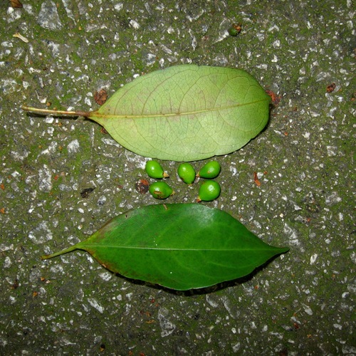 Baccaurea sumatrana