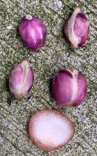 Baccaurea tetrandra — photo