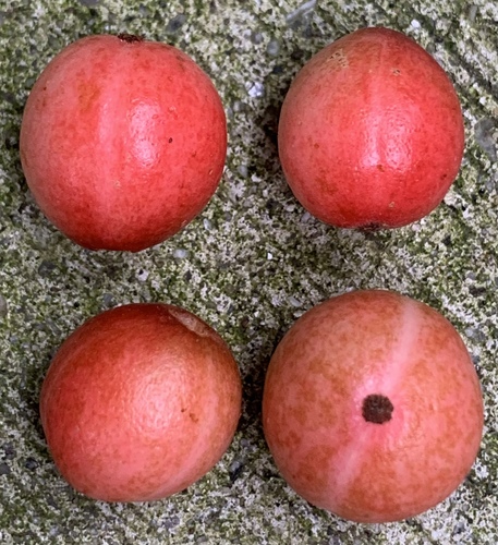Baccaurea tetrandra