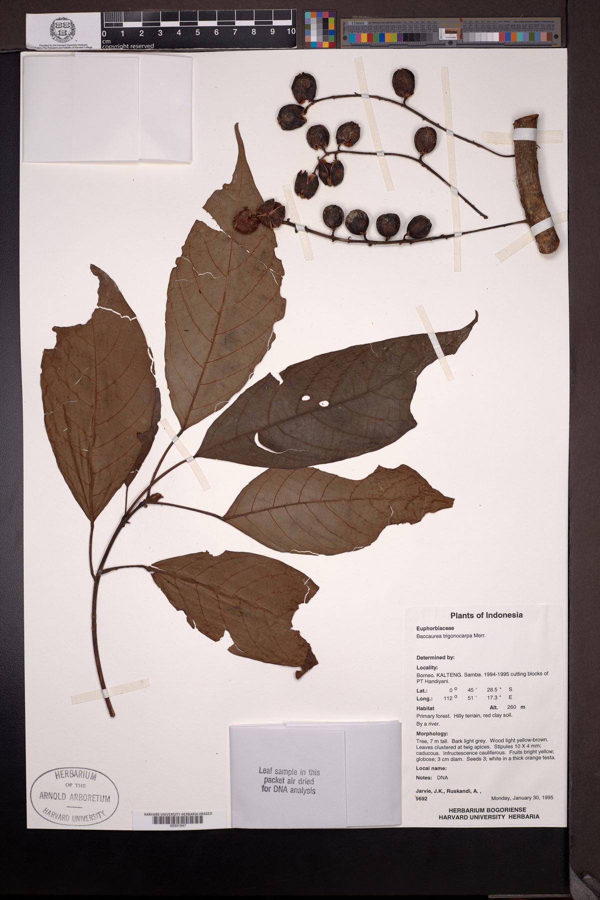 Baccaurea trigonocarpa — photo