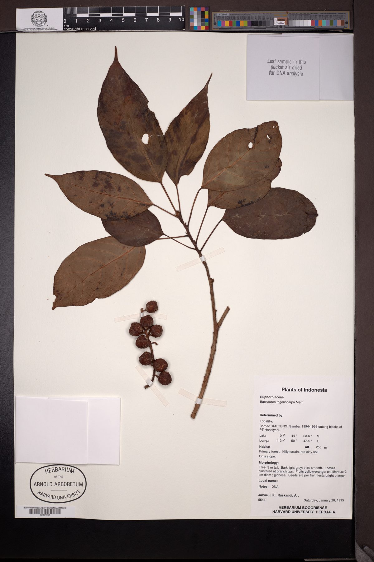 Baccaurea trigonocarpa — photo