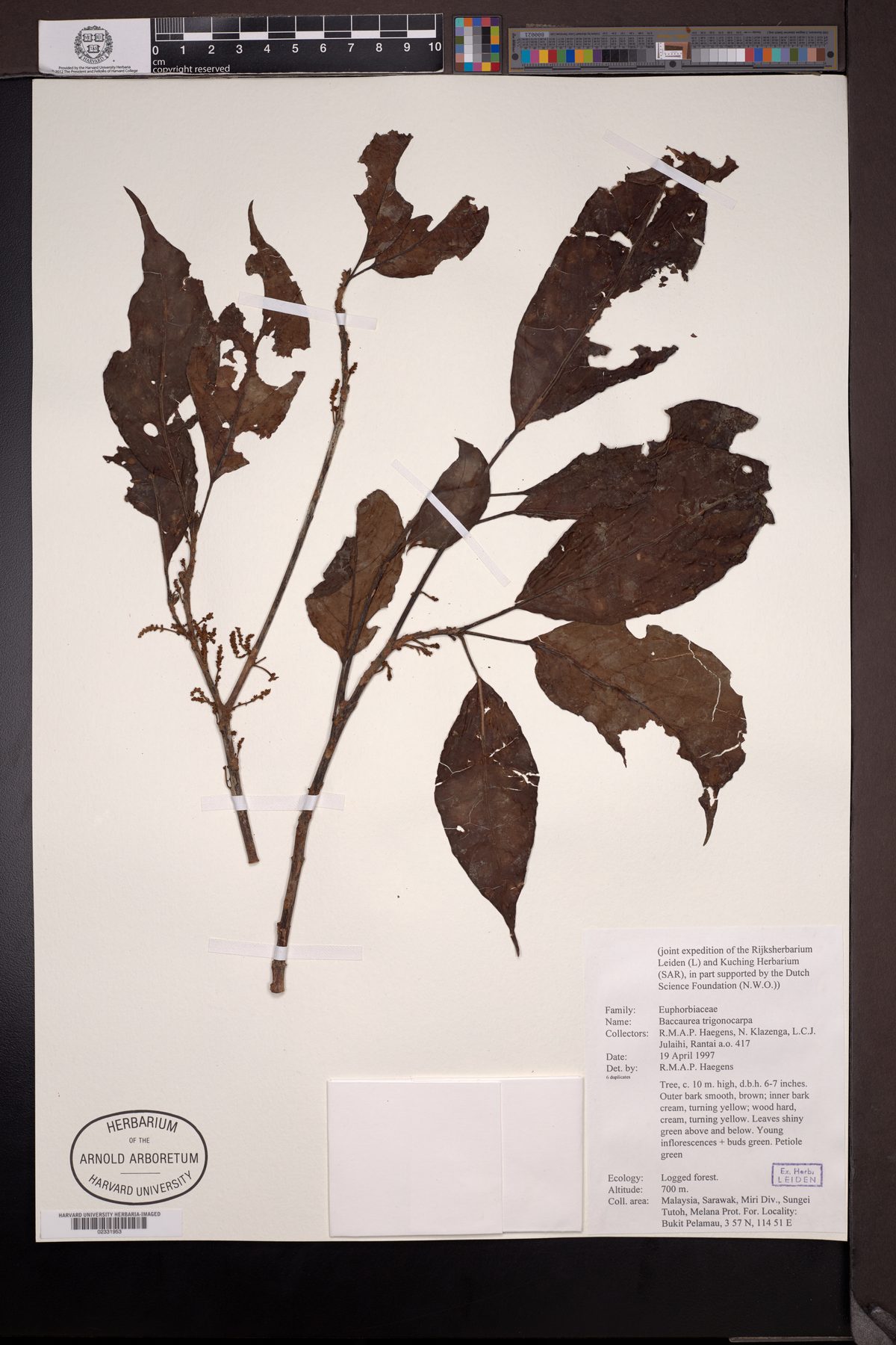 Baccaurea trigonocarpa