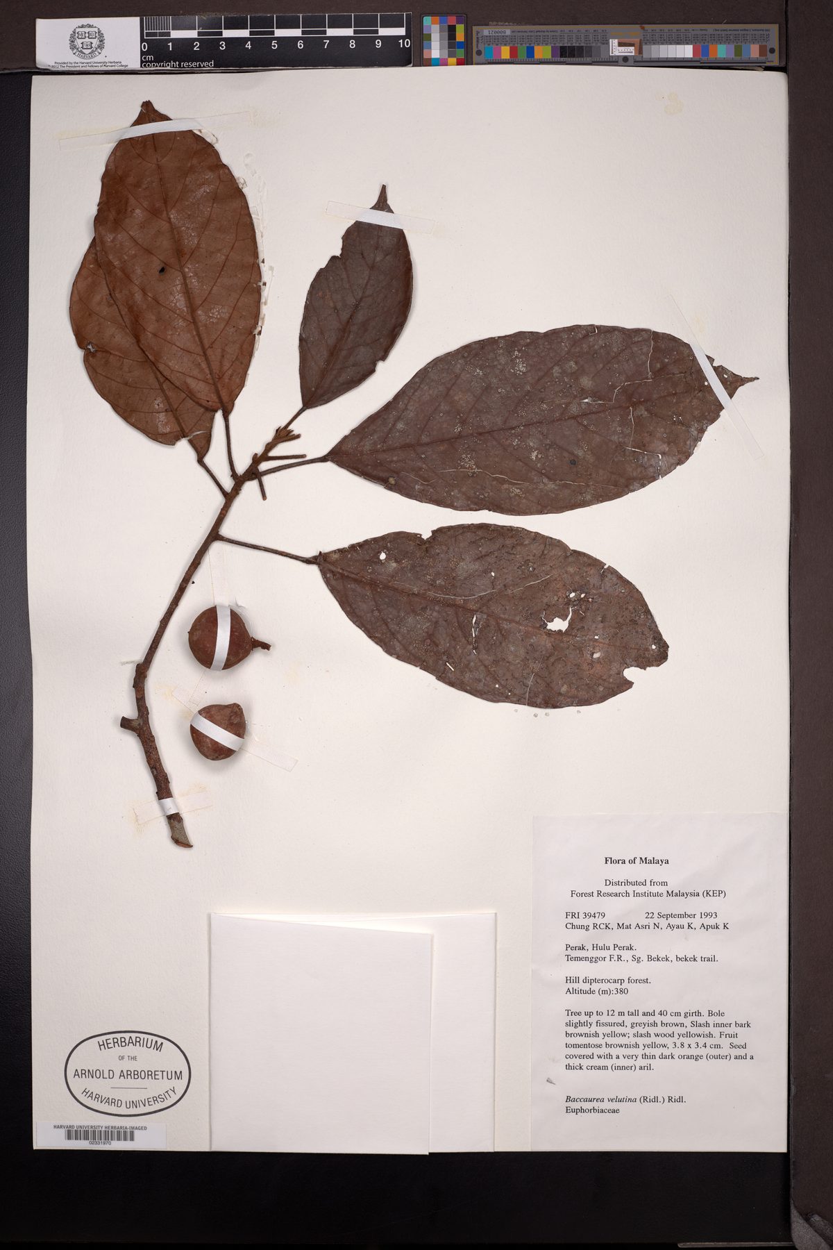Baccaurea velutina (Tampoi tunggau) — photo