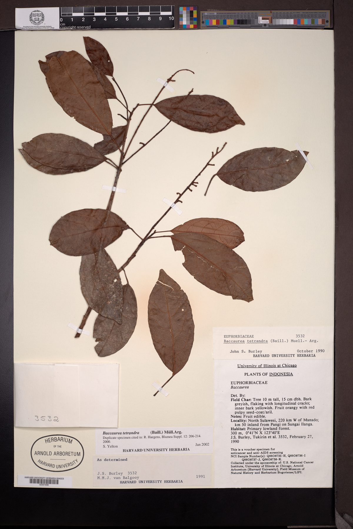 Baccaurea velutina (Tampoi tunggau) — photo
