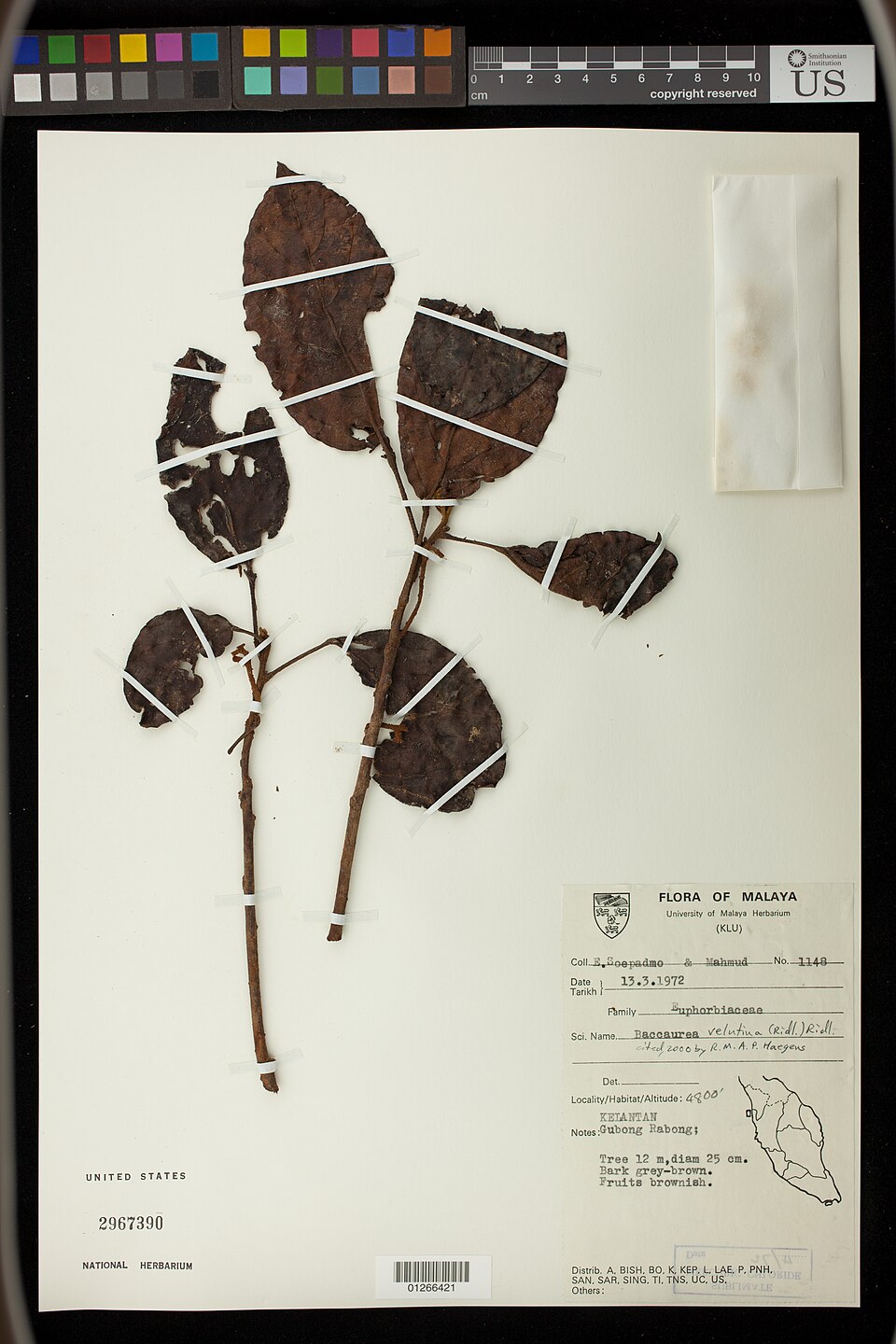 Baccaurea velutina
