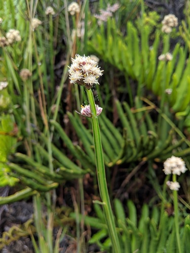 Baccharis sagittalis