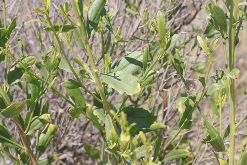 Baccharis salicina (Groundsel tree) — photo