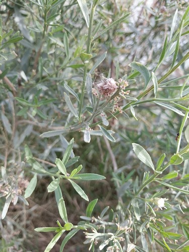 Baccharis salicina (Groundsel tree) — photo
