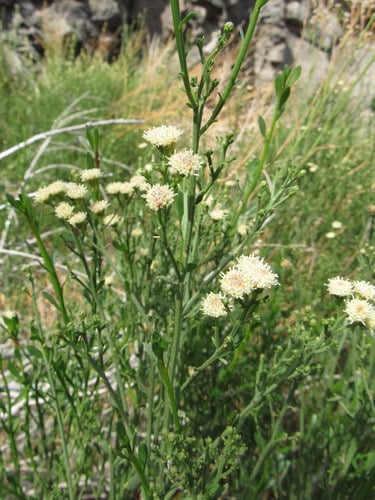Baccharis salicina